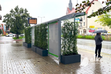Wiata przystankowa obsadzona bluszczem